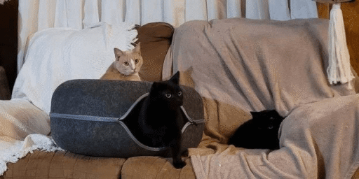 Is Cattasaurus Going Out of Business