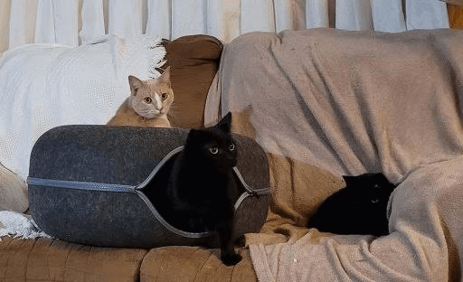 Is Cattasaurus Going Out of Business